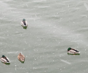 image002