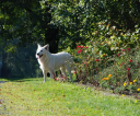 dsc_0043-medium