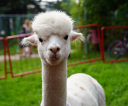 image067