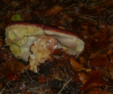 p1710547