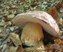 p1730062