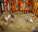 image033