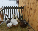image033