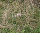 image003