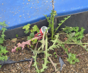 image015
