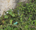 image027