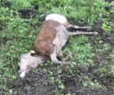 image003