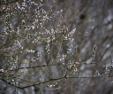 image005