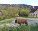 fb_img_1524597512566