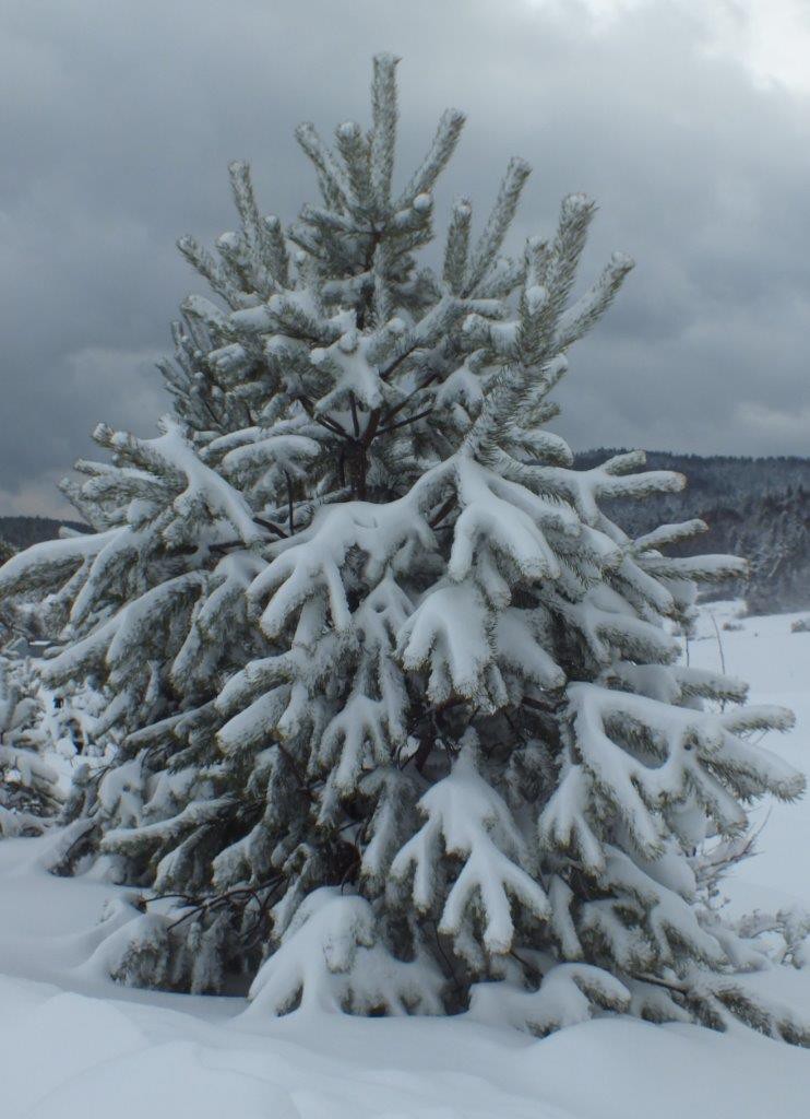 DR.0620.126.2016 Sosnowa choinka nie wymaga wielu ozdób