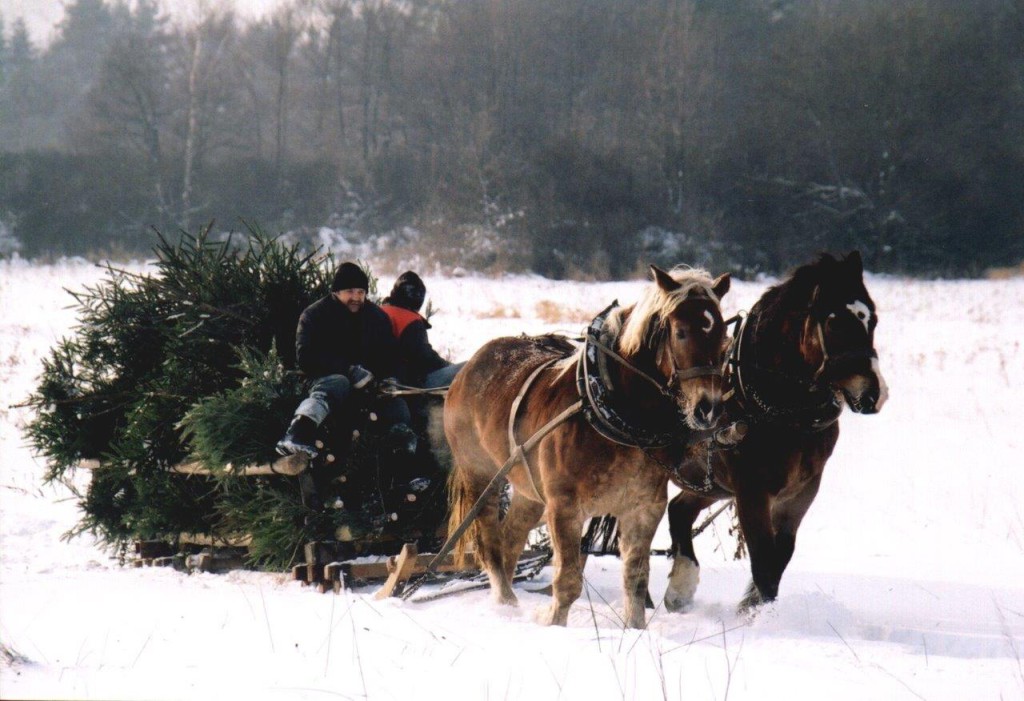DR.0620.126.2016 choinki z lasu jadą DSC0123