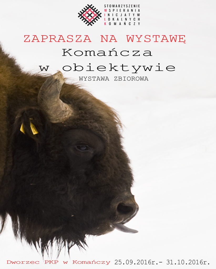 WILK_zubr