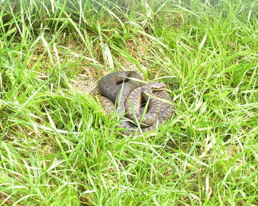 adder-1558239_1280