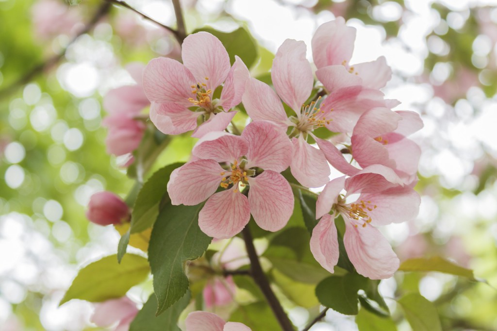 apple-tree-779250_1280