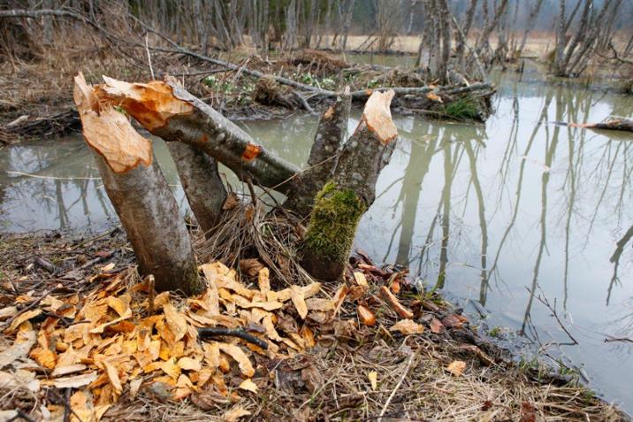 W jednym z tych stawów bobrowych znaleziono martwego niedźwiedzia. Foto: Grzegorz Leśniewski