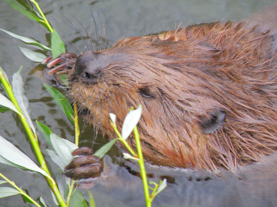 beaver-979851_960_720