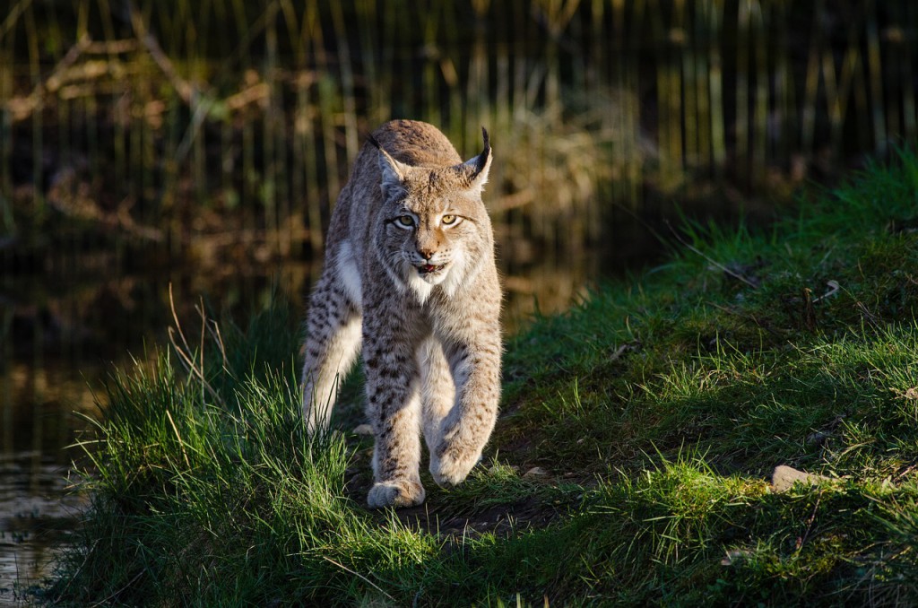 bobcat-1151874_1280