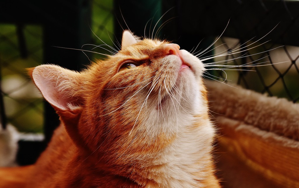 cat-1675458_1280