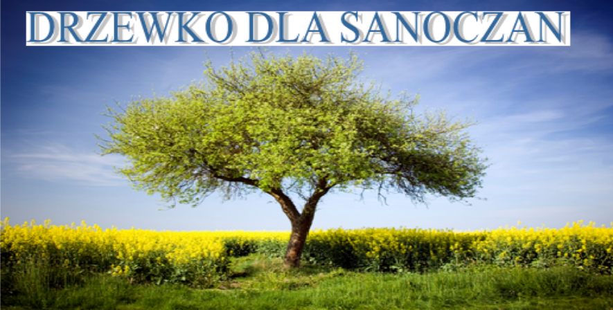 dzrewko