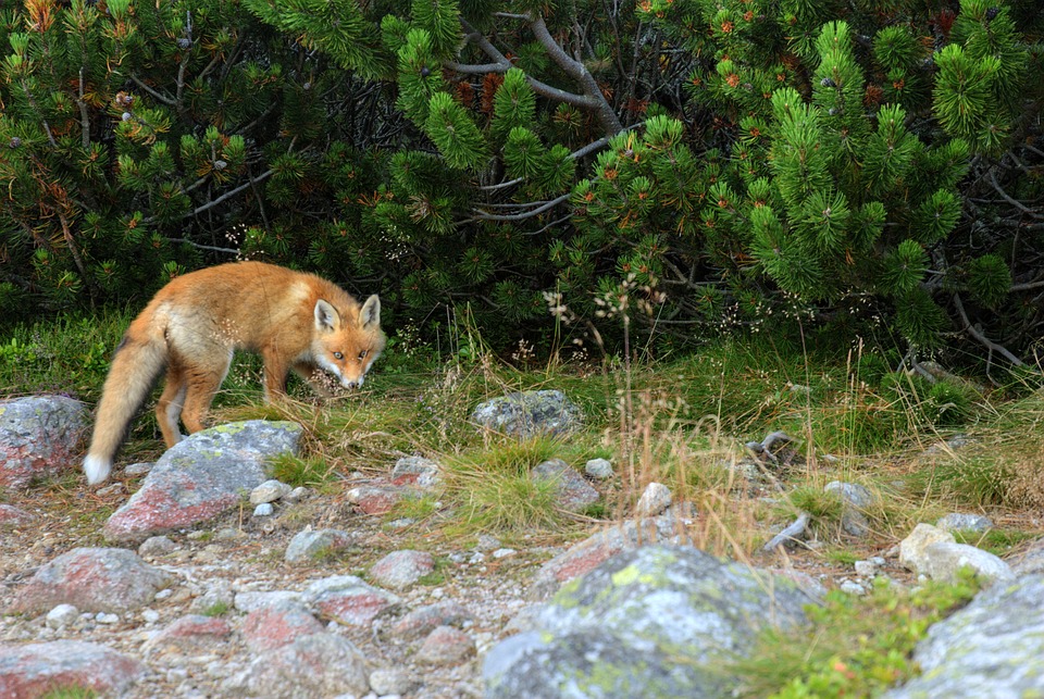 fox-1419362_960_720
