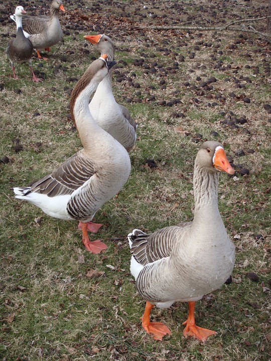 goose-175168_960_720