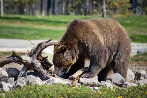 grizzly-bear-2788680_960_720