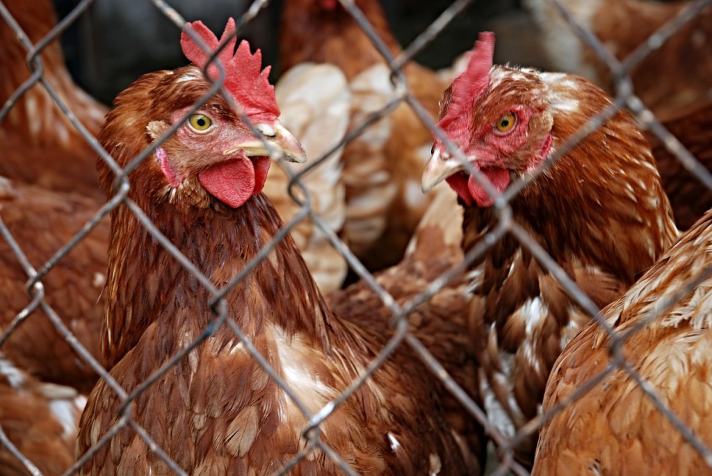 hen-111208_1280