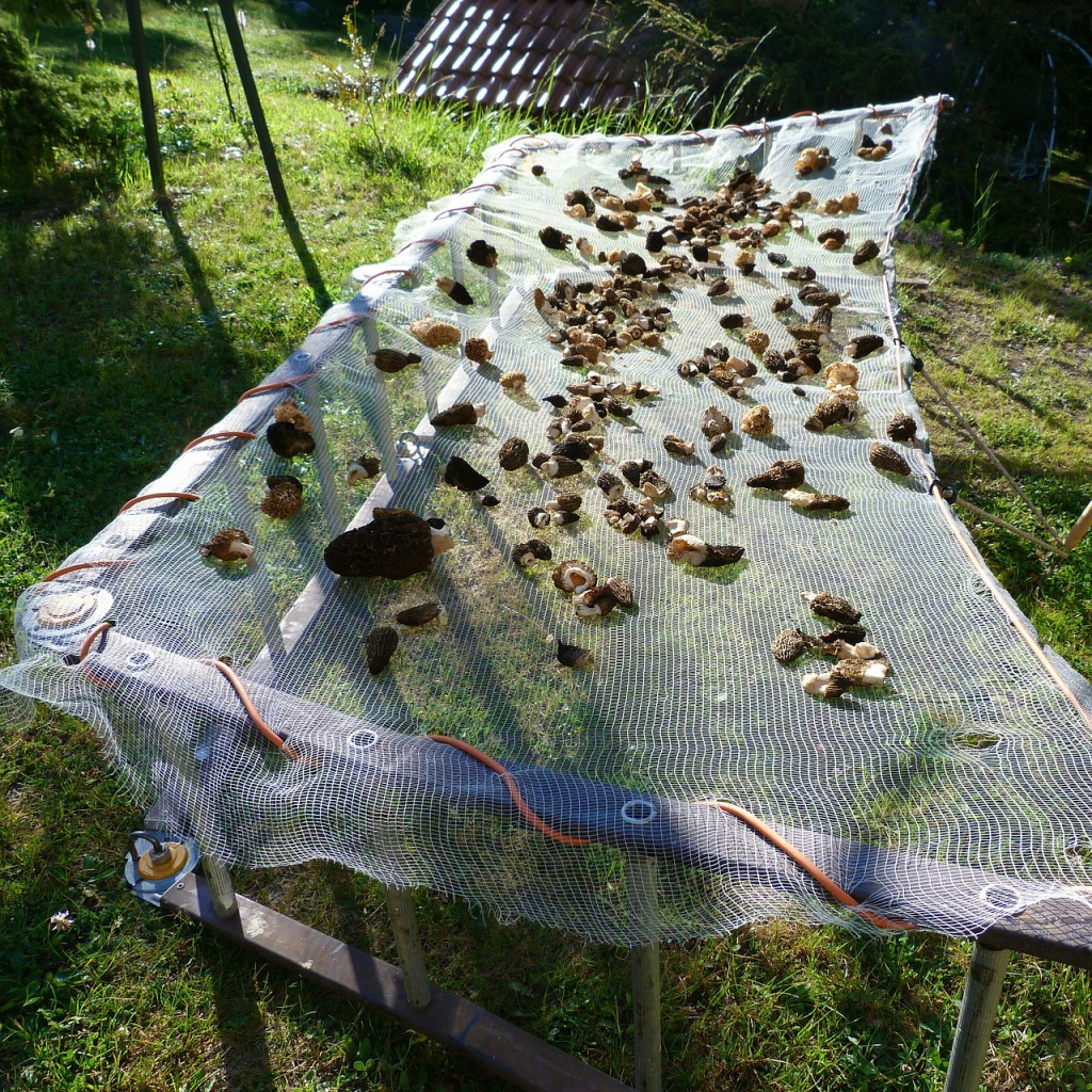 mushrooms-361821_1280