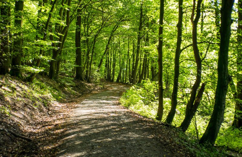 Forest, Idstein, 2014