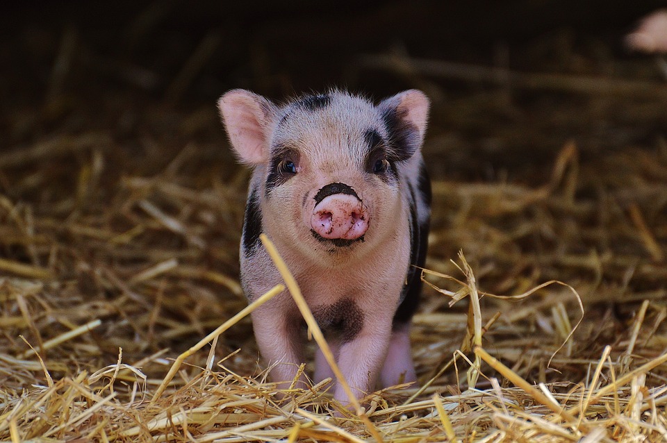 piglet-1326946_960_720