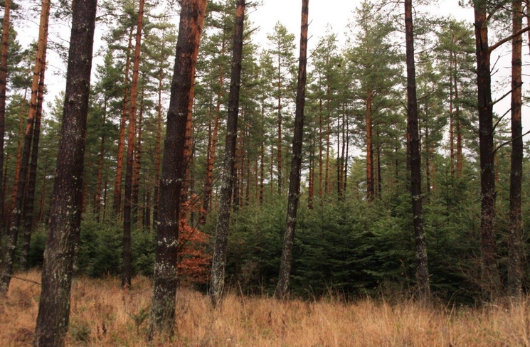 rdlp_krosno