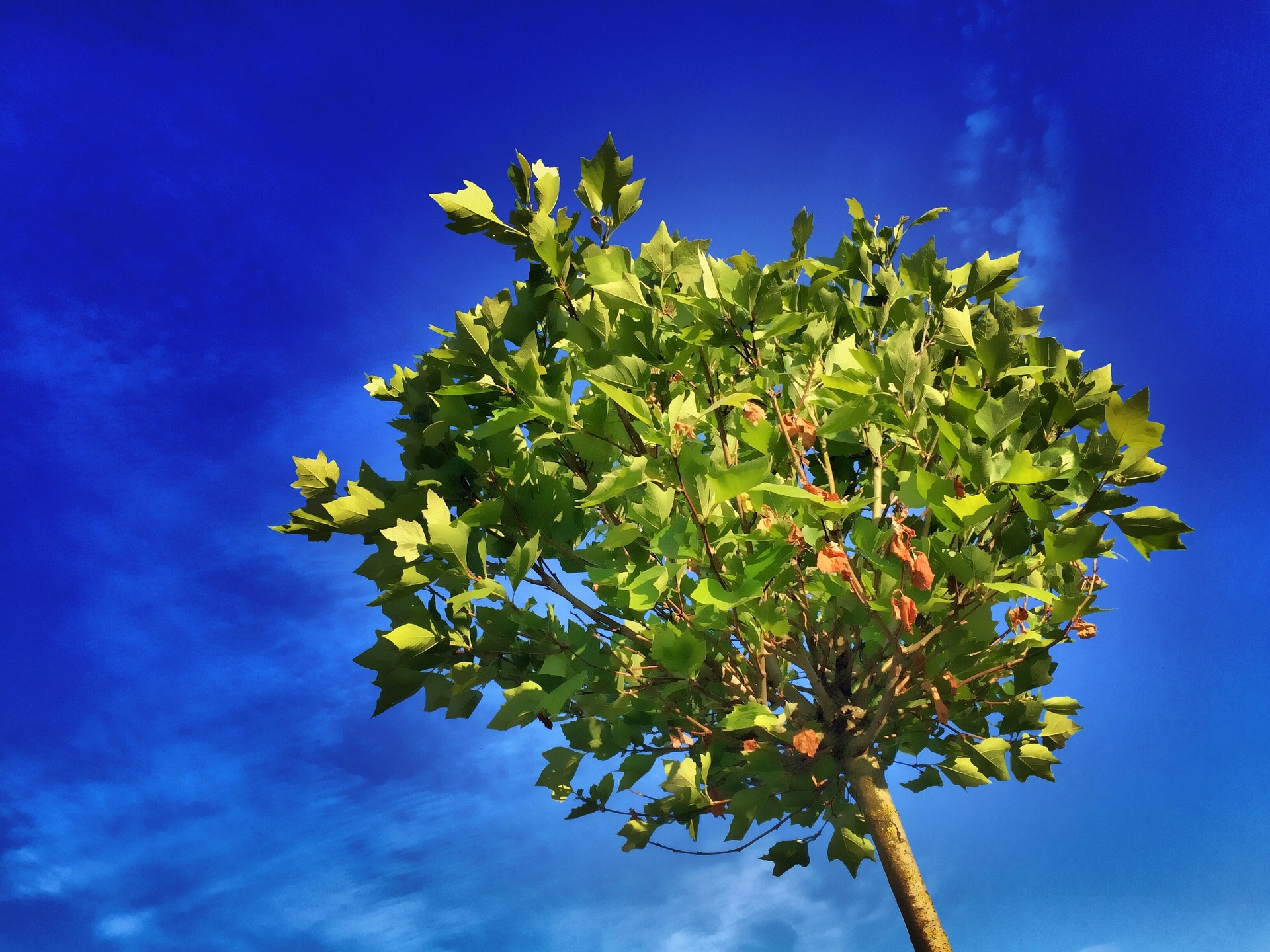 tree-824429_1920