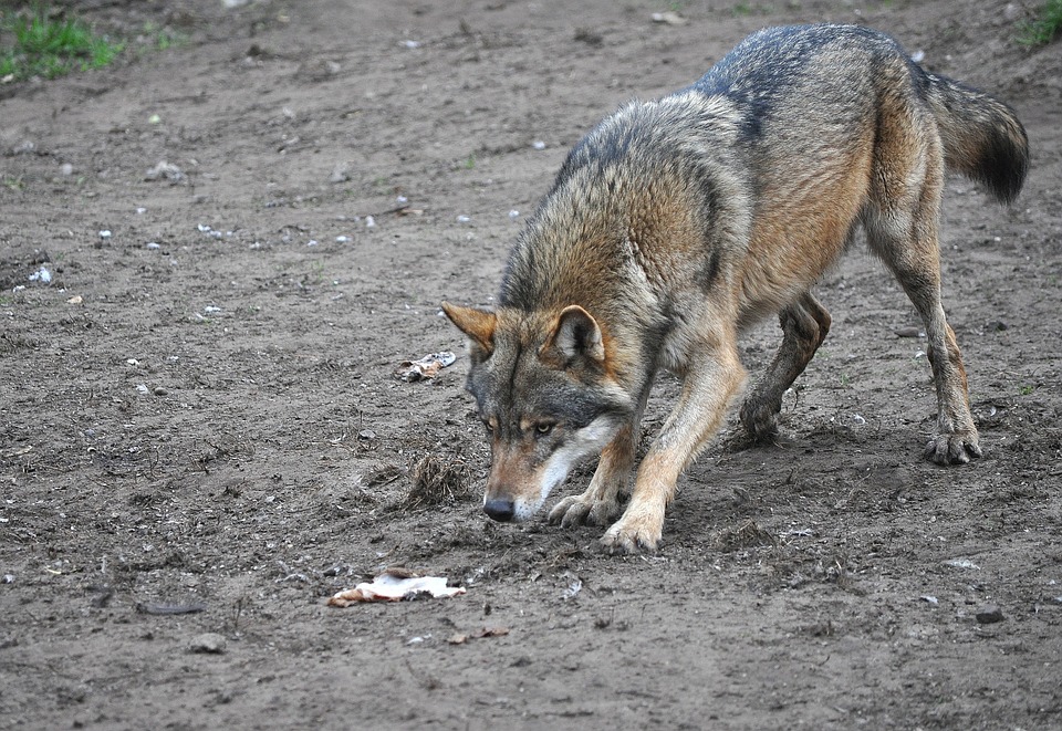 wolf-1411365_960_720
