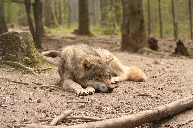 wolf-91522_640