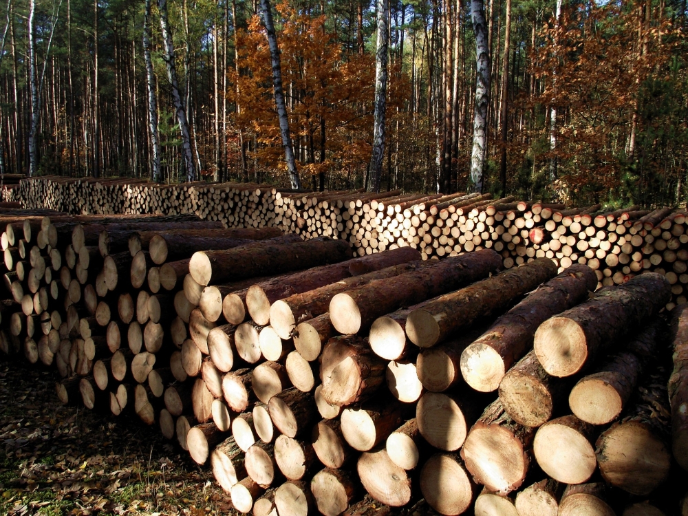 wood-1046998_1920