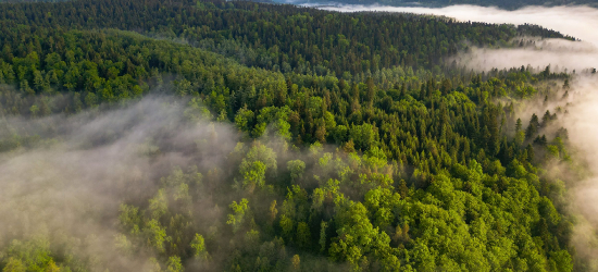 „Lasy bukowe na liście UNESCO. Rozmowy o buczynach – tych bliższych i tych dalszych”