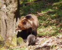 BIESZCZADY: Niedźwiedzie maluchy rozrabiają! Mama bacznie je obserwuje (FILM)