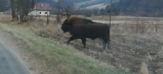 MRZYGŁÓD: Bliskie spotkanie z… żubrem! (ZDJĘCIA)