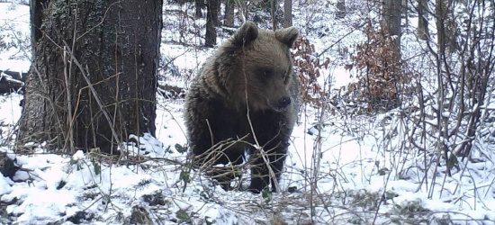 BIESZCZADY: Misie wybrały się na spacer z wilkiem (ZDJĘCIA)