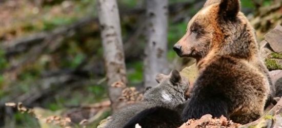 BIESZCZADY: Leśne macierzyństwo. Niesamowite nagrania! (VIDEO)