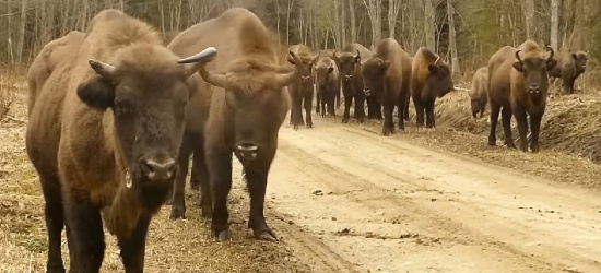 BIESZCZADY: „Dalej nie pojedziesz” (VIDEO)