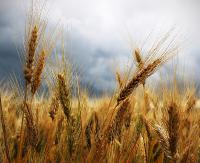 REGION: Pojadą do Warszawy protestować przeciwko uprawom GMO w Polsce