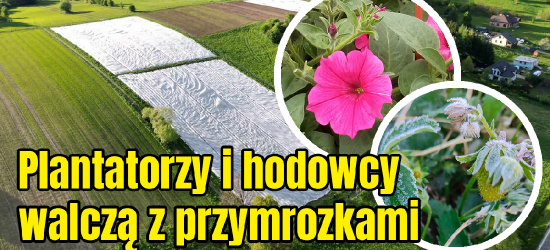 Plantatorzy i hodowcy walczą z nocnymi przymrozkami. Cierpią kwiaty i owoce (VIDEO, ZDJĘCIA)