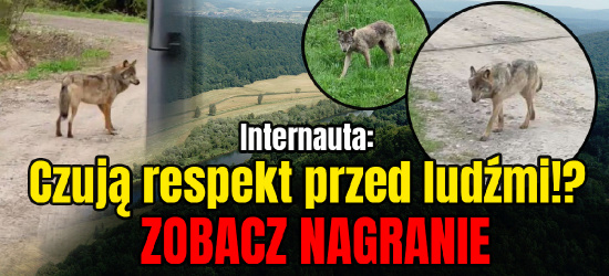 BIESZCZADY: Chowali się przed wilkami w samochodzie! (VIDEO)