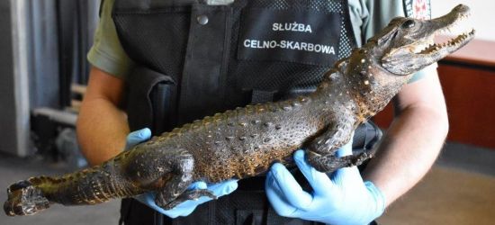 Krokodyl na granicy (VIDEO, FOTO)