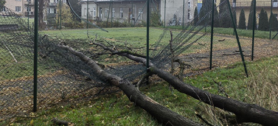 SANOK. O włos od tragedii. Drzewo spadło na boisko szkolne