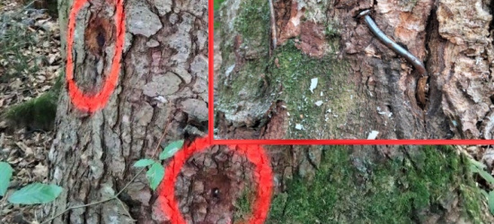 Ekoterroryzm w Bieszczadach! Gwoździe w pniach drzew! (ZDJĘCIA)