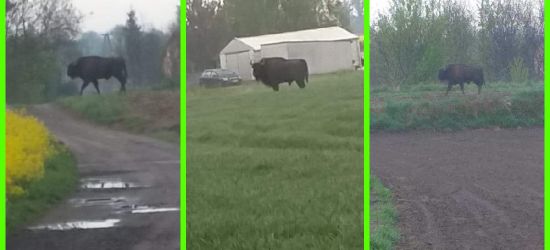 Z życia żubrów. Wędrowiec (VIDEO, FOTO)