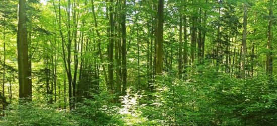 W Bieszczadach rośnie nowe pokolenie drzew. Kilka słów o rębni (ZDJĘCIA)