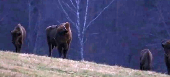 BIESZCZADY: Co słychać u baligrodzkich żubrów? (VIDEO)